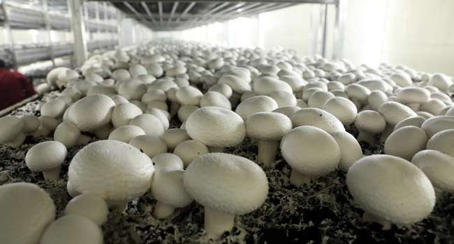 Продается успешная грибная ферма на Байкале (Россия)
