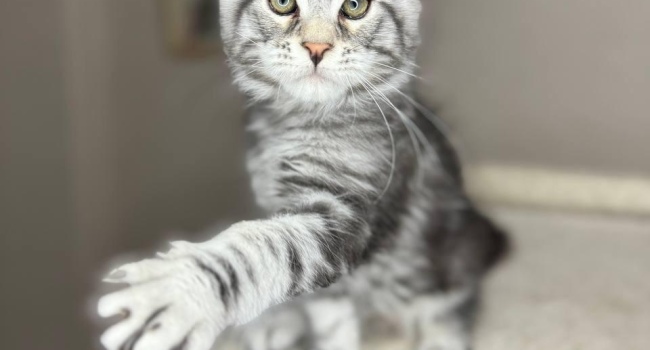 Котята Мей Кун