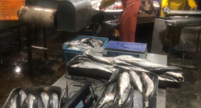 В продаже полная доля участия в рыбодобывающем предприятии Сахалина.
