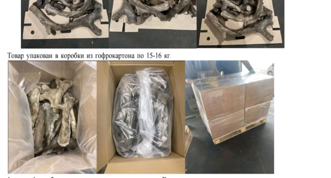Продам панты северного домашнего оленя.