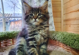 Maine Coon kittens