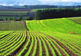 Фермерское хозяйство с землёй 